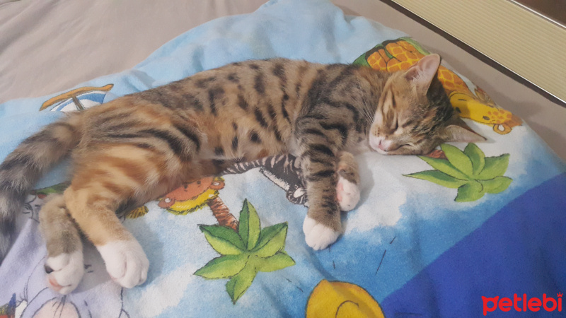 Tekir Kedi, Kedi  Karamel fotoğrafı