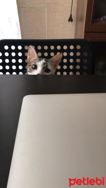 Tekir Kedi, Kedi  Loki fotoğrafı