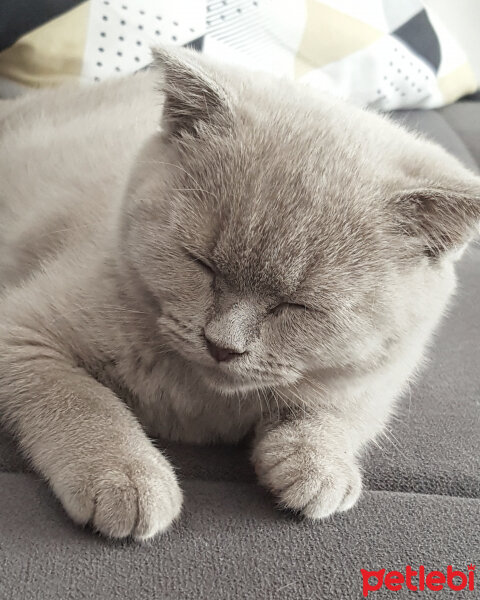 Scottish Fold, Kedi  Tokyo fotoğrafı