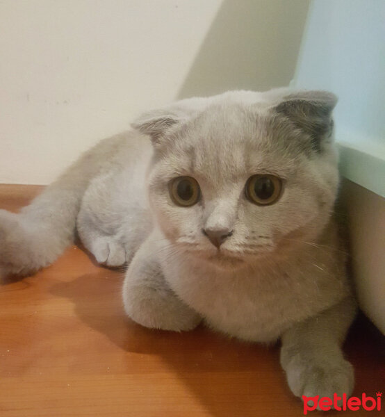 Scottish Fold, Kedi  Tokyo fotoğrafı