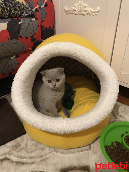 Scottish Fold, Kedi  Tokyo fotoğrafı