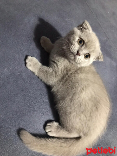 Scottish Fold, Kedi  Tokyo fotoğrafı