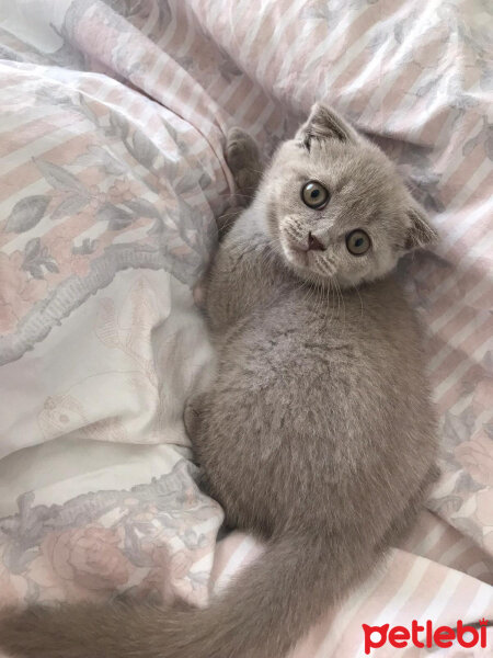 Scottish Fold, Kedi  Tokyo fotoğrafı