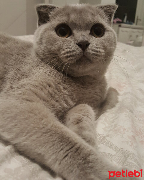 Scottish Fold, Kedi  Tokyo fotoğrafı