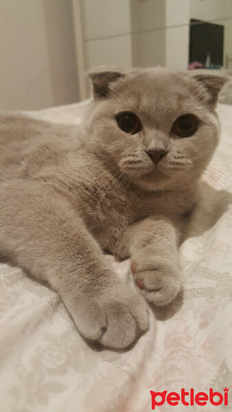 Scottish Fold, Kedi  Tokyo fotoğrafı