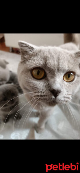 Scottish Fold, Kedi  Tokyo fotoğrafı