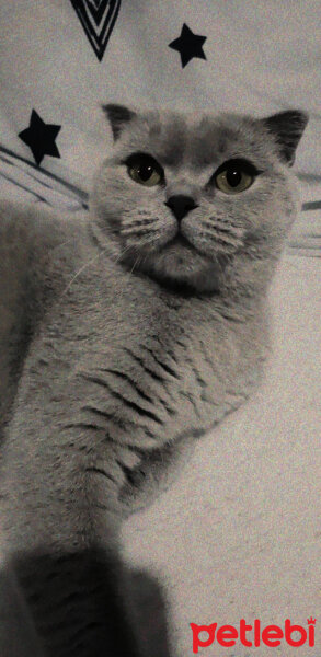 Scottish Fold, Kedi  Tokyo fotoğrafı