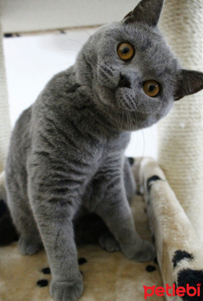 British Shorthair, Kedi  Almina fotoğrafı