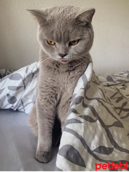 British Shorthair, Kedi  Natalia fotoğrafı