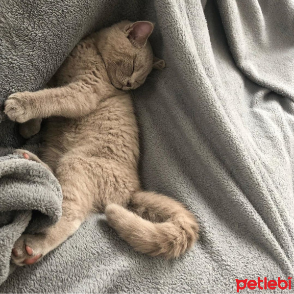 British Shorthair, Kedi  Natalia fotoğrafı
