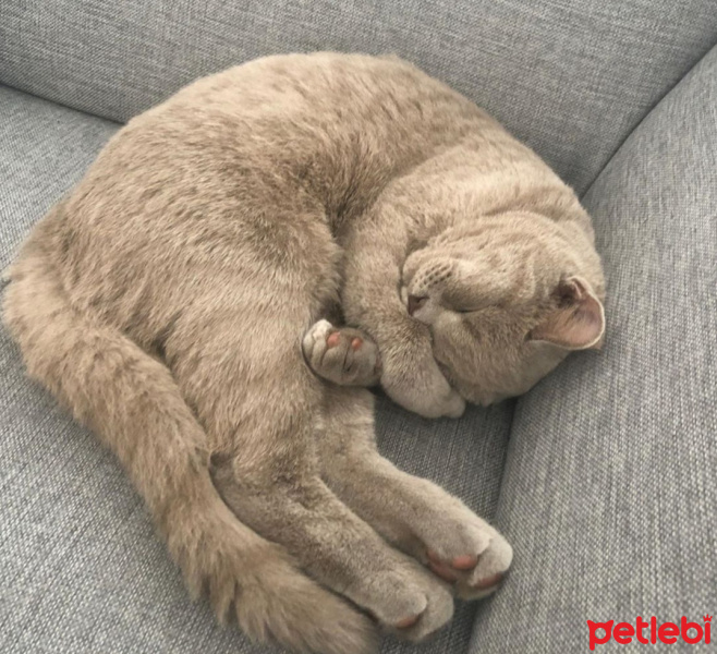 British Shorthair, Kedi  Natalia fotoğrafı
