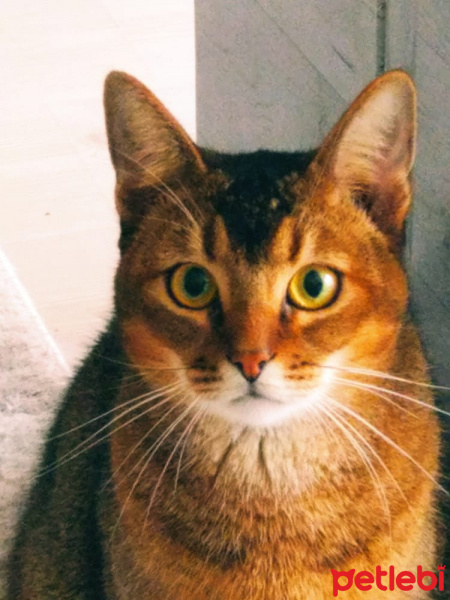 Abyssinian, Kedi  Boncuk fotoğrafı
