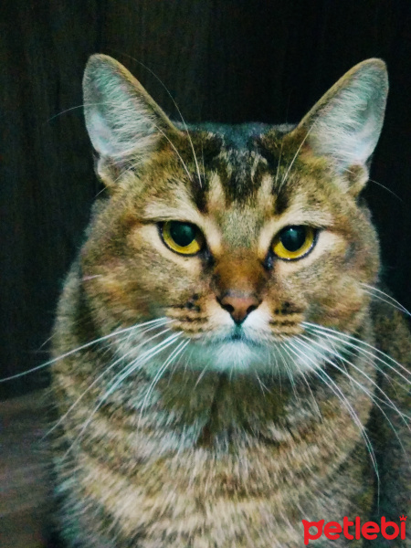 Abyssinian, Kedi  Boncuk fotoğrafı