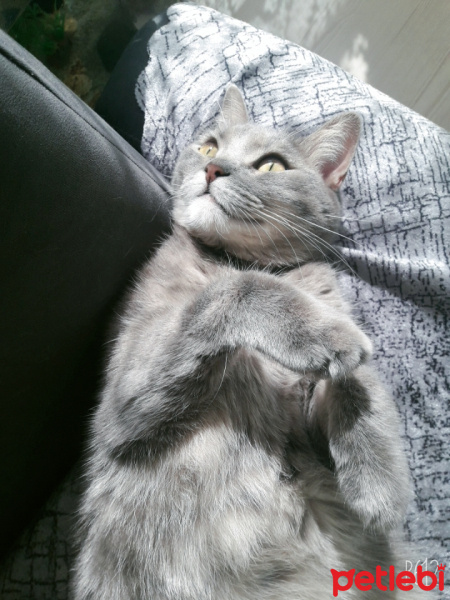 Abyssinian, Kedi  Boncuk fotoğrafı
