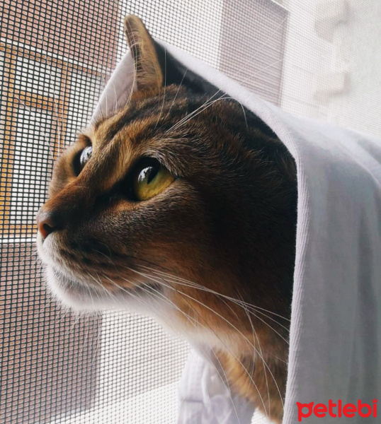 Abyssinian, Kedi  Boncuk fotoğrafı