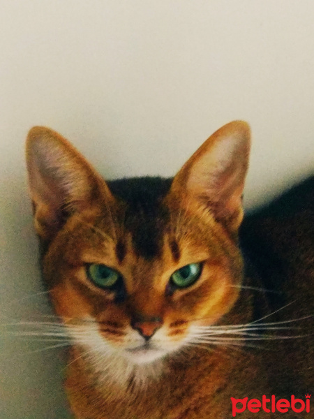 Abyssinian, Kedi  Boncuk fotoğrafı