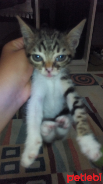 Tekir Kedi, Kedi  Patic fotoğrafı
