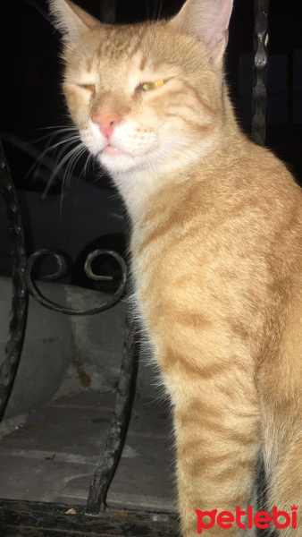 Tekir Kedi, Kedi  Cici fotoğrafı
