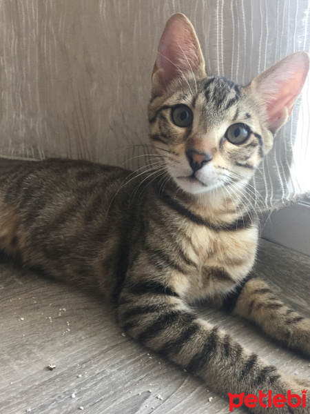 Tekir Kedi, Kedi  Benekli fotoğrafı