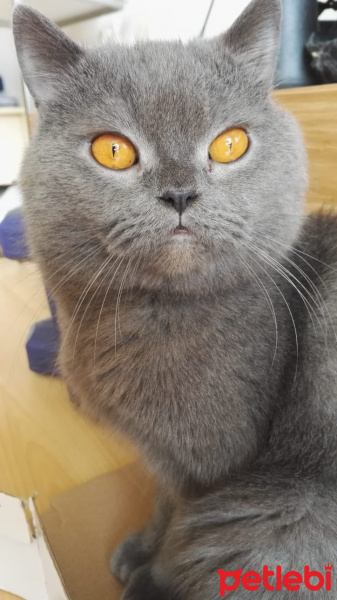 American Shorthair, Kedi  paşa fotoğrafı