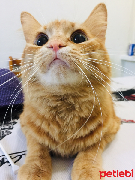 Sarman, Kedi  Pofu fotoğrafı