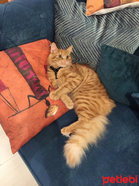 Sarman, Kedi  Pofu fotoğrafı