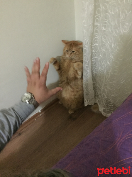 Sarman, Kedi  Pofu fotoğrafı