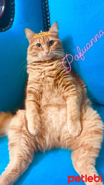 Sarman, Kedi  Pofu fotoğrafı