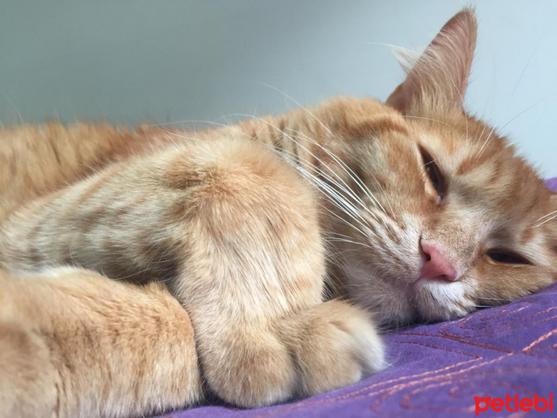 Sarman, Kedi  Pofu fotoğrafı