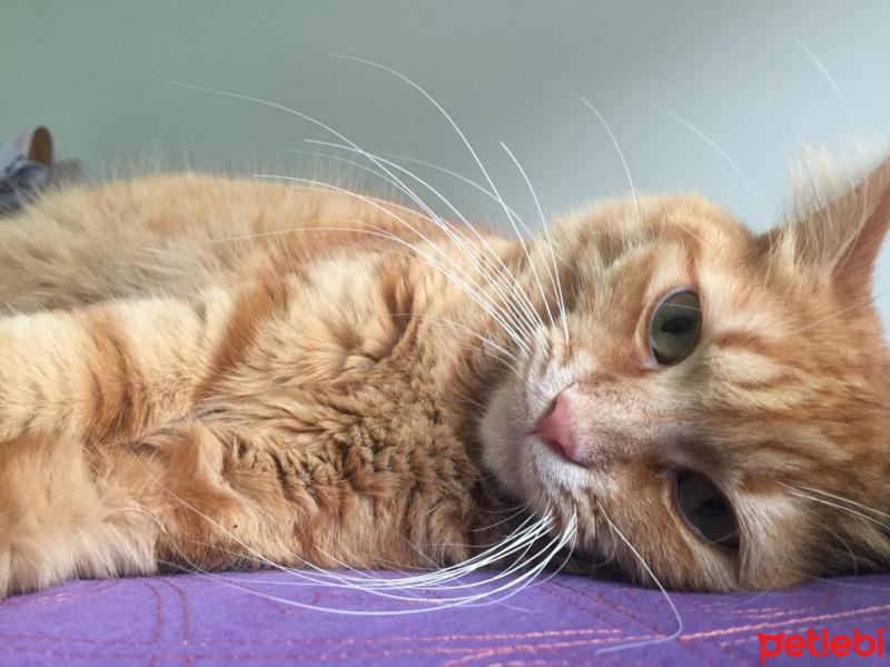 Sarman, Kedi  Pofu fotoğrafı