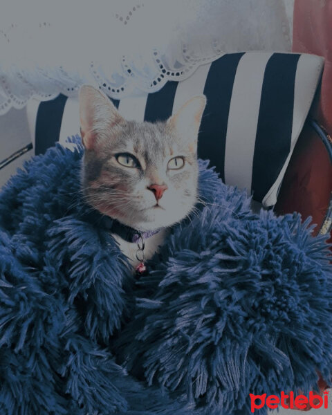 British Shorthair, Kedi  Arya fotoğrafı