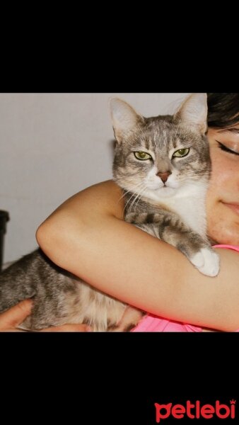 British Shorthair, Kedi  Arya fotoğrafı