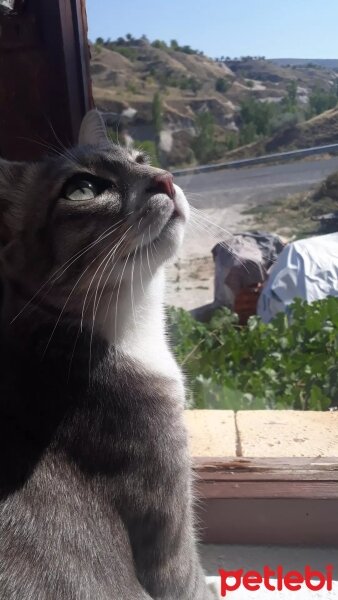 British Shorthair, Kedi  Arya fotoğrafı