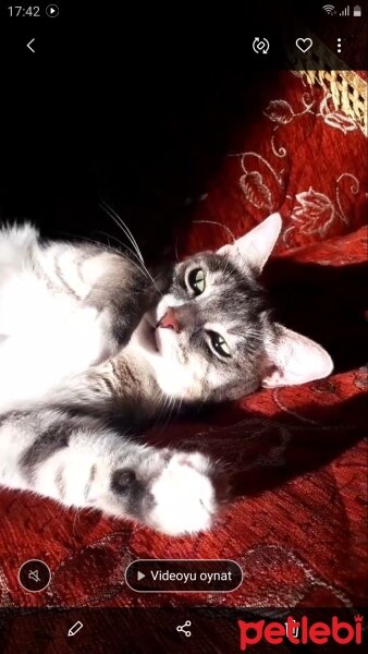 British Shorthair, Kedi  Arya fotoğrafı