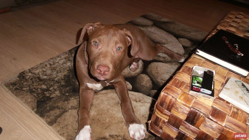 Amerikan Pitbull Terrier, Köpek  kahve fotoğrafı