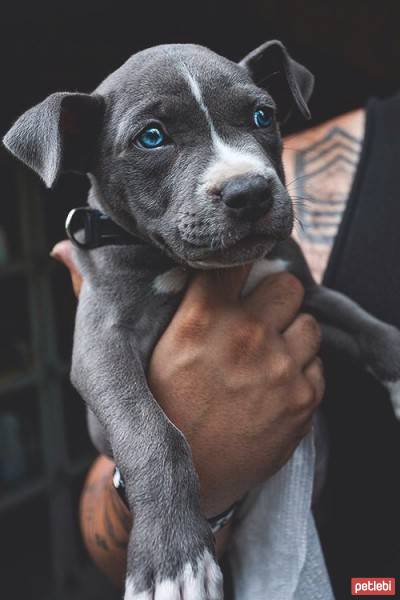 Amerikan Pitbull Terrier, Köpek  kahve fotoğrafı