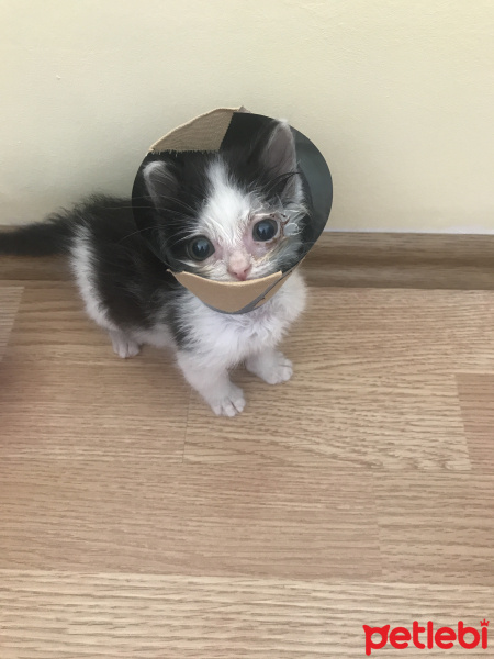 Tekir Kedi, Kedi  Alaca fotoğrafı
