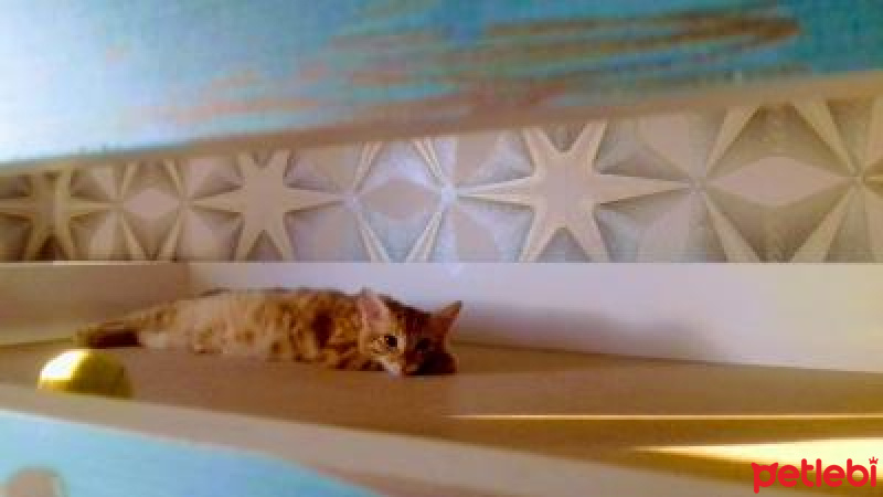 Sarman, Kedi  Venüs fotoğrafı