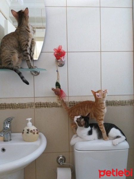 Tekir Kedi, Kedi  Kenpachi fotoğrafı