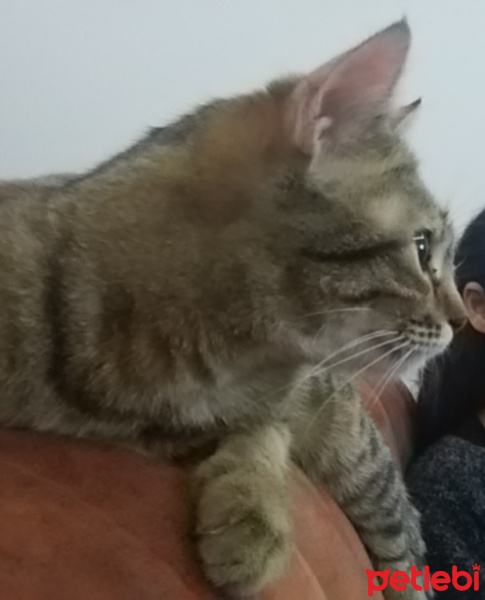 Tekir Kedi, Kedi  Kenpachi fotoğrafı