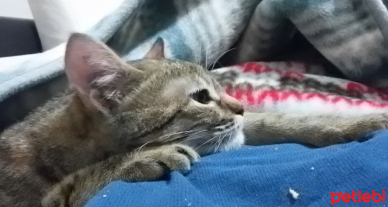 Tekir Kedi, Kedi  Kenpachi fotoğrafı