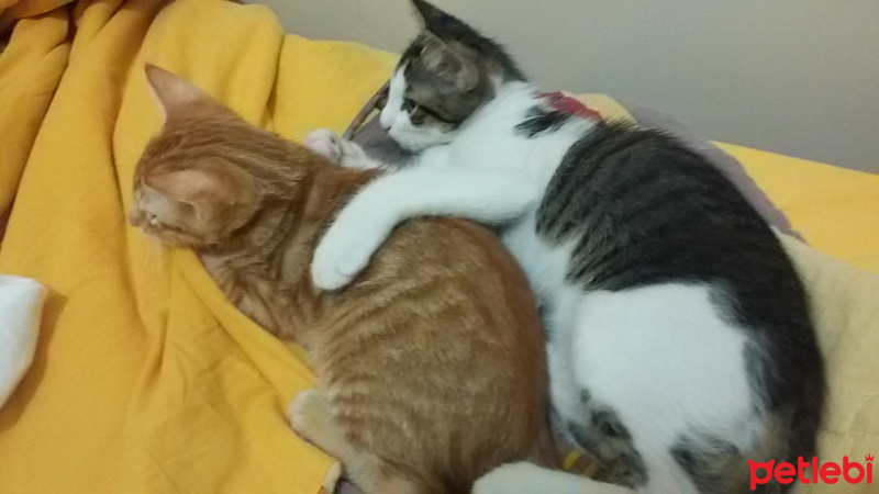Tekir Kedi, Kedi  Kenpachi fotoğrafı