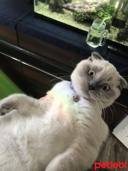 Scottish Fold, Kedi  Casper fotoğrafı