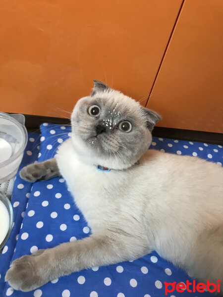 Scottish Fold, Kedi  Casper fotoğrafı