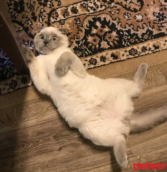 Scottish Fold, Kedi  Casper fotoğrafı