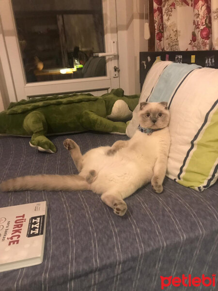 Scottish Fold, Kedi  Casper fotoğrafı