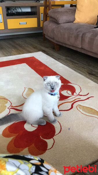 Scottish Fold, Kedi  Casper fotoğrafı