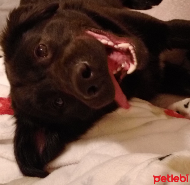 Labrador Retriever, Köpek  Noni fotoğrafı