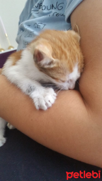 Tekir Kedi, Kedi  Mırmır fotoğrafı