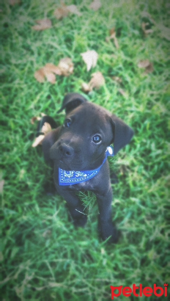 Cane Corso Italiano, Köpek  Asi fotoğrafı